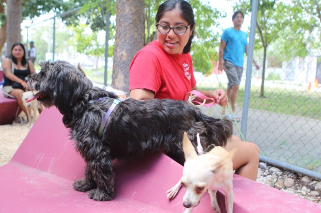 Entre ladridos y maullidos, Yucatán cumple 28 años sin rabia humana